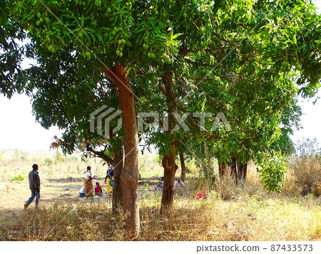 Everyday scenery of Malawi and Zomba in Africa (mango tree) 87433573