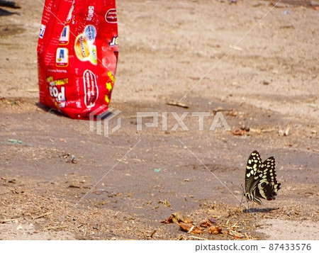 Everyday scenery of Malawi and Zomba in Africa (butterflies) 87433576