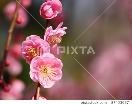 Plum blossom Plum blossom 87433687