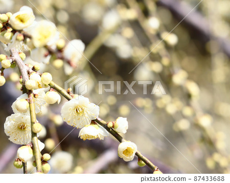 Plum blossom Plum blossom 87433688