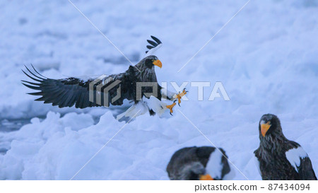 Steller's sea eagle in the drift ice field (in Rausu, Hokkaido) Steller's sea eagle in the drift ice field (in Rausu, Hokkaido) 87434094