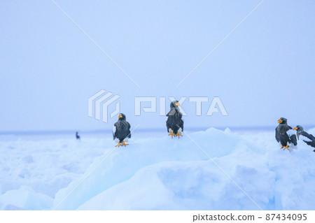 流冰場中的虎頭海雕(北海道羅臼) 流冰場中的虎頭海雕(北海道羅臼) 87434095