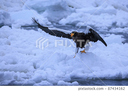 Steller's sea eagle in the drift ice field (in Rausu, Hokkaido) Steller's sea eagle in the drift ice field (in Rausu, Hokkaido) 87434162