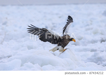 Steller's sea eagle in the drift ice field (in Rausu, Hokkaido) 87434212