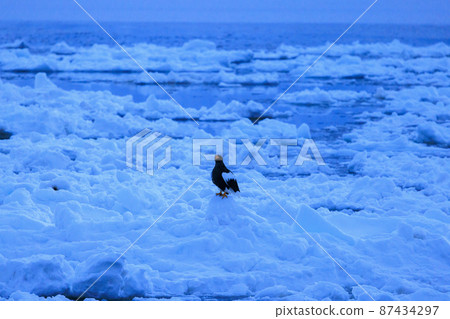 流冰場中的虎頭海雕(北海道羅臼) 流冰場中的虎頭海雕(北海道羅臼) 87434297