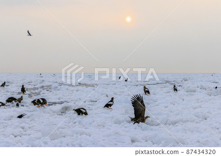 Steller's sea eagle in the drift ice field (in Rausu, Hokkaido) 87434320