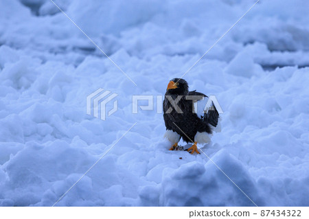 Steller's sea eagle in the drift ice field (in Rausu, Hokkaido) Steller's sea eagle in the drift ice field (in Rausu, Hokkaido) 87434322