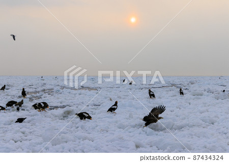 Steller's sea eagle in the drift ice field (in Rausu, Hokkaido) Steller's sea eagle in the drift ice field (in Rausu, Hokkaido) 87434324