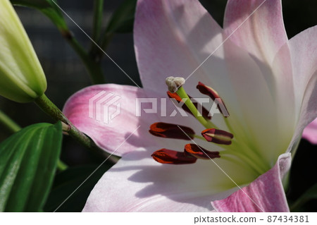 百合百合 87434381