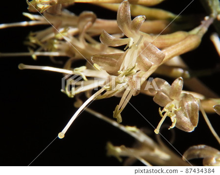 Sansevieria Snake Plant Sansevieria Snake Plant 87434384