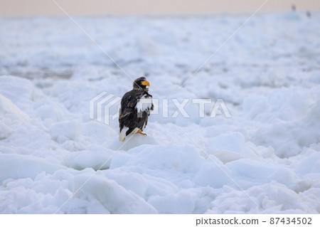 Steller's sea eagle in the drift ice field (in Rausu, Hokkaido) Steller's sea eagle in the drift ice field (in Rausu, Hokkaido) 87434502