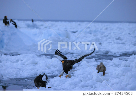 Steller's sea eagle in the drift ice field (in Rausu, Hokkaido) Steller's sea eagle in the drift ice field (in Rausu, Hokkaido) 87434503