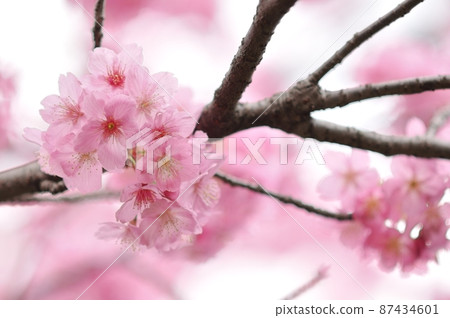 盛開的春天-橫濱猩紅色的櫻花與鮮豔的粉紅色 87434601