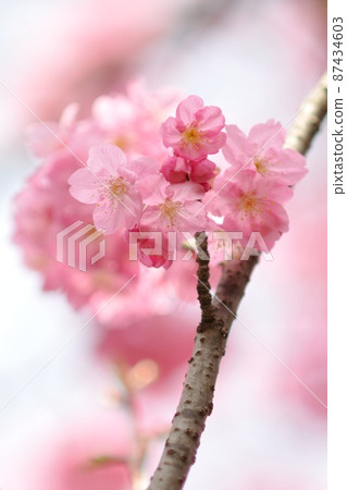 Spring in full bloom-Yokohama scarlet cherry blossoms with bright pink Spring in full bloom-Yokohama scarlet cherry blossoms with bright pink 87434603