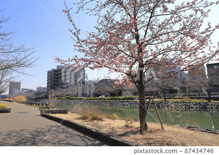 Kawazu cherry blossoms blooming along the Shinkawa and a row of Yoshino cherry trees blooming in the future Edogawa Ward Kawazu cherry blossoms blooming along the Shinkawa and a row of Yoshino cherry trees blooming in the future Edogawa Ward 87434746