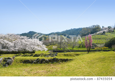 飛鳥歷史國家公園“石頭舞台區”盛開的櫻花和桃桃 飛鳥歷史國家公園“石頭舞台區”盛開的櫻花和桃桃 87435054