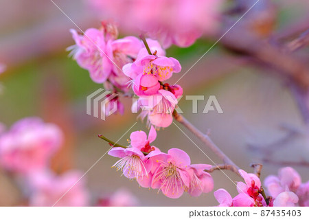 早春的神戶岡本梅林公園。粉紅色的梅花已經開始綻放。 87435403