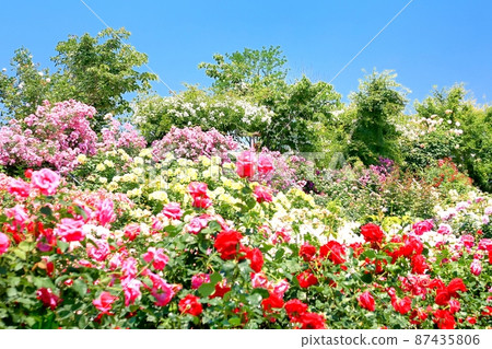 Sakaki Chikumagawa玫瑰園 Sakaki Chikumagawa玫瑰園 87435806