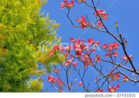 Dogwood Dogwood 87435855