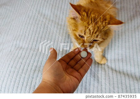 Ginger cat getting a pill from female hand. Concept of taking medicines or vitamins for animals, veterinary medicine, pet care Ginger cat getting a pill from female hand. Concept of taking medicines or vitamins for animals, veterinary medicine, pet care 87435935