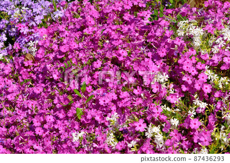 Primula 87436293