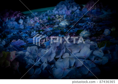 京都府木津川市加茂鎮甘泉寺的繡球花 京都府木津川市加茂鎮甘泉寺的繡球花 87436365