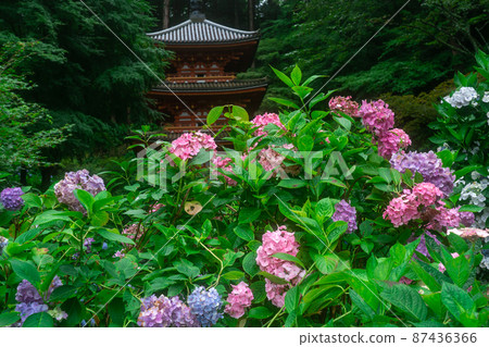 京都府木津川市加茂鎮甘泉寺的繡球花 京都府木津川市加茂鎮甘泉寺的繡球花 87436366