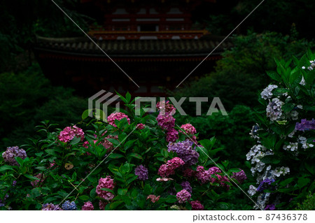 Photographed hydrangea at Gansenji Temple in Kamo Town, Kizugawa City, Kyoto Prefecture Photographed hydrangea at Gansenji Temple in Kamo Town, Kizugawa City, Kyoto Prefecture 87436378