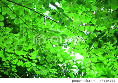 五顏六色的新鮮綠色背景材料的照片 87436555