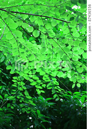 五顏六色的新鮮綠色背景材料的照片 87436556