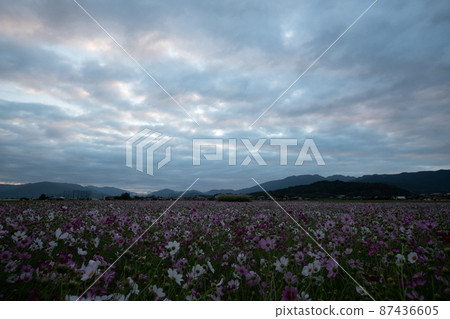 Cosmos taken at Fujiwarakyo historic site in Kashihara City, Nara Prefecture Cosmos taken at Fujiwarakyo historic site in Kashihara City, Nara Prefecture 87436605
