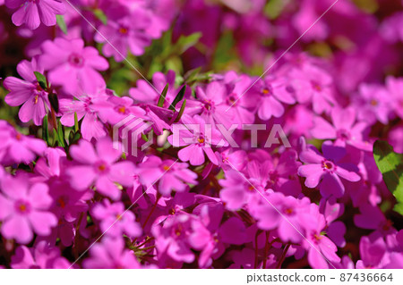Primula Primula 87436664