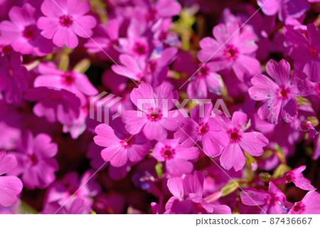 Primula Primula 87436667