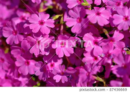 Primula Primula 87436669