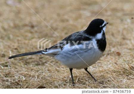 Black-backed wagtail that can be seen around you 87436759