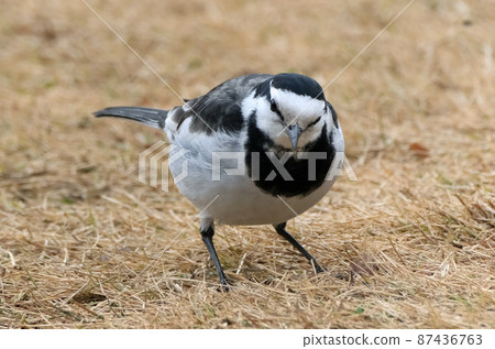 Black-backed wagtail that can be seen around you Black-backed wagtail that can be seen around you 87436763