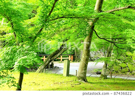 Fresh green of Komoro Castle 87436822