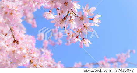 Blue sky and cherry blossom frame material, blue sky and weeping cherry blossom header, cherry blossom banner 87436878