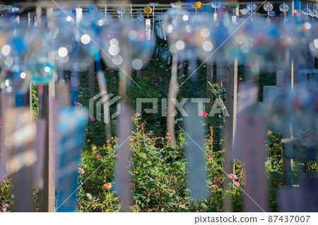 A wind chimes festival shot at Ogasa Kannon in Kashihara City, Nara Prefecture A wind chimes festival shot at Ogasa Kannon in Kashihara City, Nara Prefecture 87437007