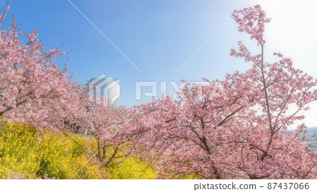 Kawazu cherry tree and rape blossoms 87437066