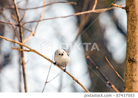 Long-tailed Tit in Harutori Lake 87437083