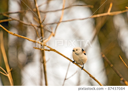 Long-tailed Tit in Harutori Lake Long-tailed Tit in Harutori Lake 87437084