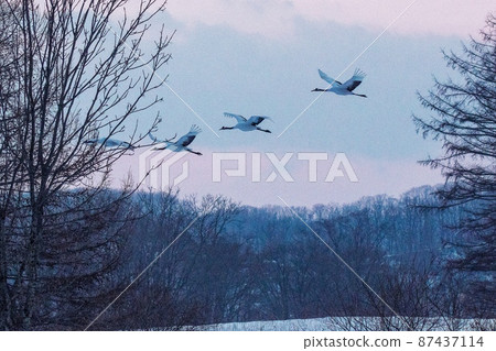 Red-crowned crane at dusk 87437114