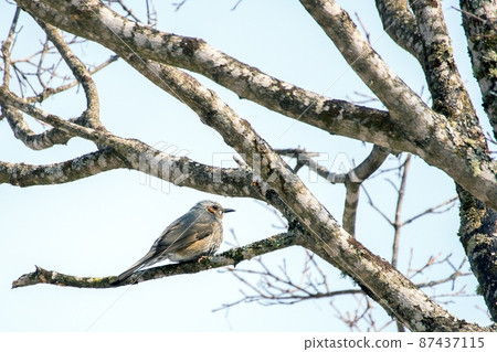Bulbul in Harutori Lake 87437115