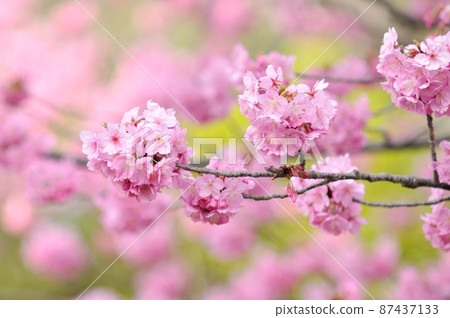 Spring in full bloom-Yokohama scarlet cherry blossoms with bright pink 87437133