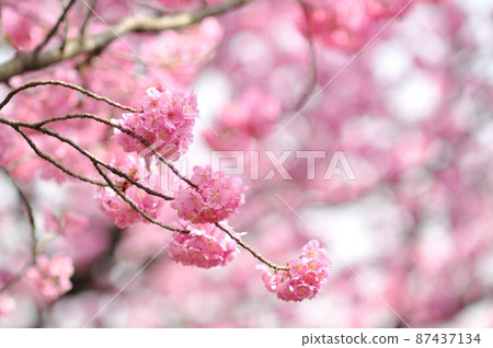 Spring in full bloom-Yokohama scarlet cherry blossoms with bright pink Spring in full bloom-Yokohama scarlet cherry blossoms with bright pink 87437134