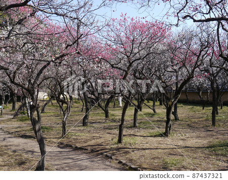 Yaho Tenmangu Shrine (a famous place for plum blossoms in the Tama area of Tokyo) Yaho Tenmangu Shrine (a famous place for plum blossoms in the Tama area of Tokyo) 87437321