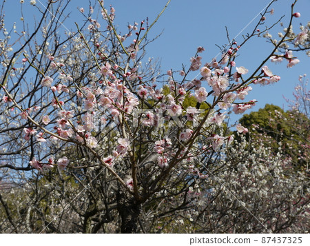 八寶天滿宮(東京多摩地區梅花名勝) 八寶天滿宮(東京多摩地區梅花名勝) 87437325