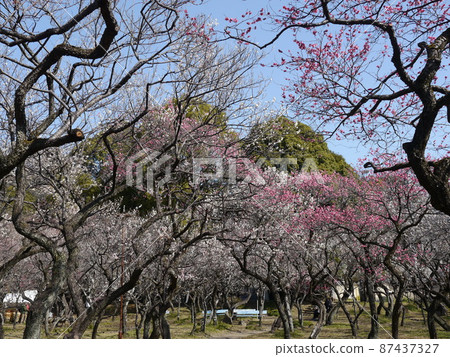 Yaho Tenmangu Shrine (a famous place for plum blossoms in the Tama area of Tokyo) 87437327