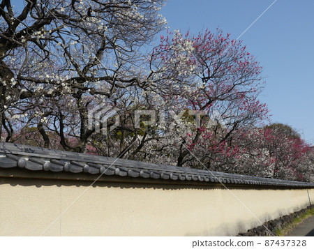 八寶天滿宮(東京多摩地區梅花名勝) 八寶天滿宮(東京多摩地區梅花名勝) 87437328